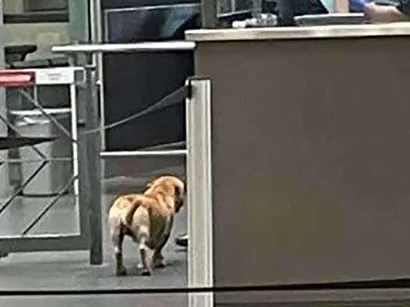 Captan a perrito cruzando "sin problemas" la frontera México-EE.UU.