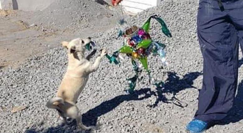 Los perritos de la calle también tienen derecho y por eso les hicieron su posada