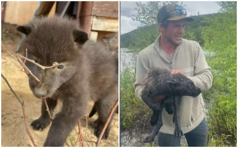 (VÍDEO) Hombre encuentra dos adorables 'perritos' en su patio... Eran lobos salvajes