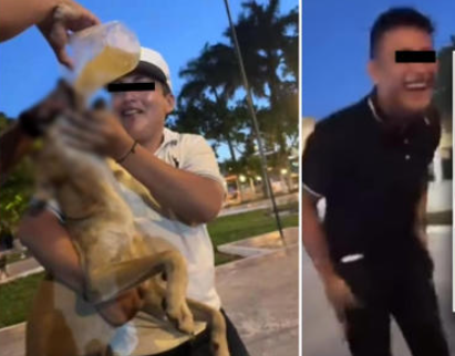 Yucatán: Jóvenes dan whisky a perrito 'Goliath'; un implicado estuda enfermería