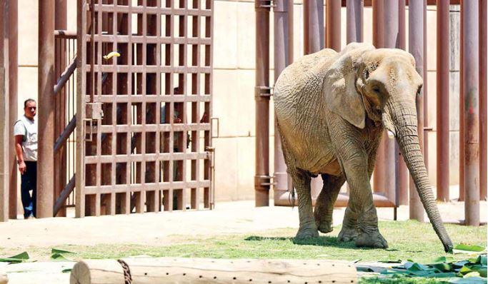 Tras años de maltrato, elefantas se integran a nuevo hábitat