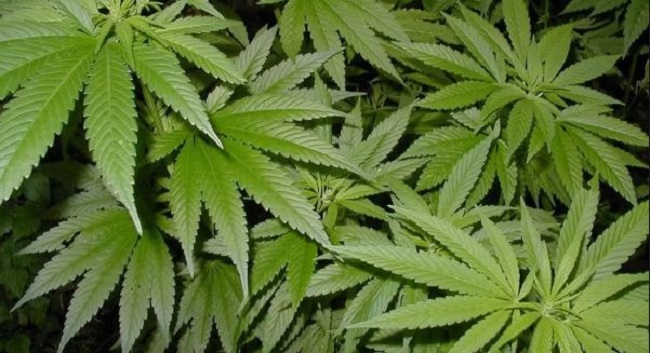 La regulación de la mariguana, una veta de ‘oro verde’ para el gobierno