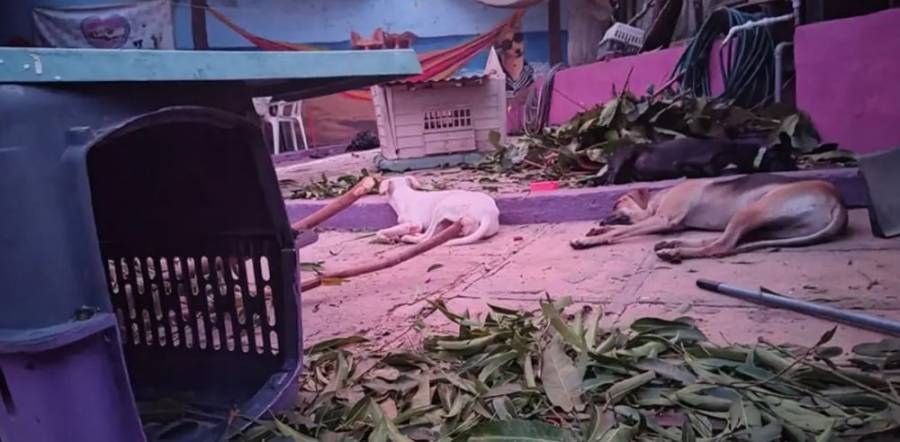 Guerrero: Los perros y gatos afectados por Otis también necesitan apoyo