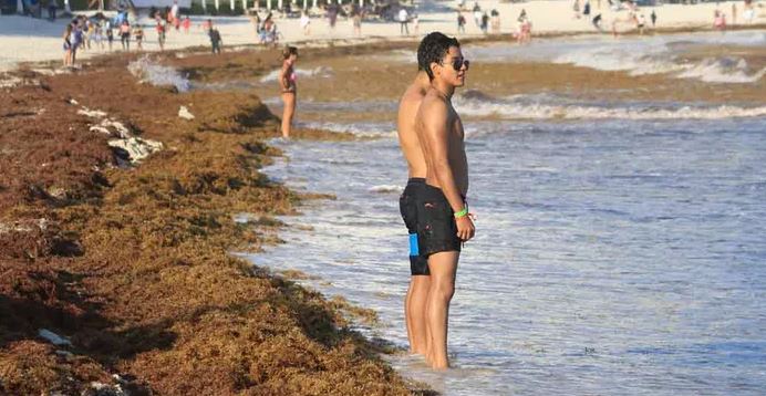 Sargazo cubre más de un tercio de las playas en Q. Roo