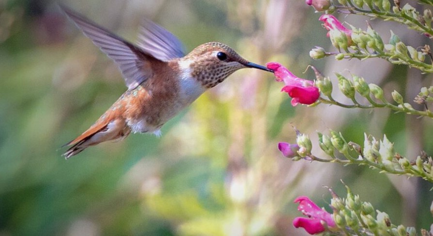 ¿Qué significa la visita de un colibrí a tu casa?