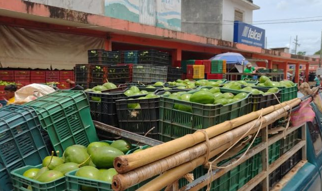 Aguacate doble cosecha se adapta de forma exitosa al clima del sur del Estado