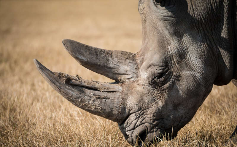 Muere ahogada una rinoceronte cuando un macho intentó aparearla
