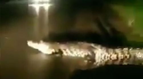 Tabasco: Ríos desbordados y cocodrilos en la calle por el temporal