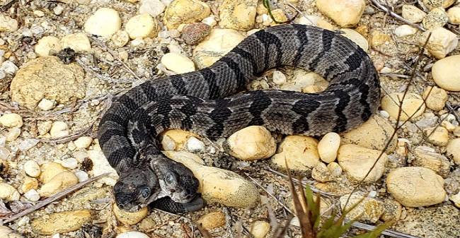 Hallan una rara serpiente cascabel bicéfala en EE.UU.