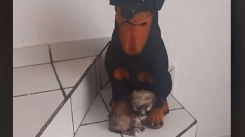 Confundió a su mamá con una alcancía un perrito recién adoptado