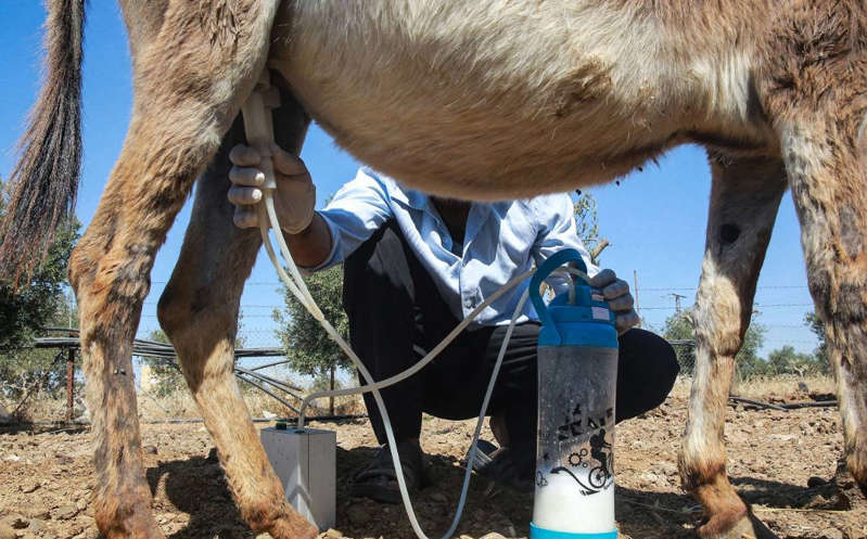 Jabón fabricado con leche de burra causa polémica en Jordania