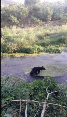 Capturan a oso en zona habitacional de Guadalupe, NL