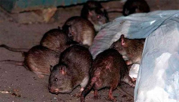 IMSS de Coahuila con plaga de ratas en el área de ginecología