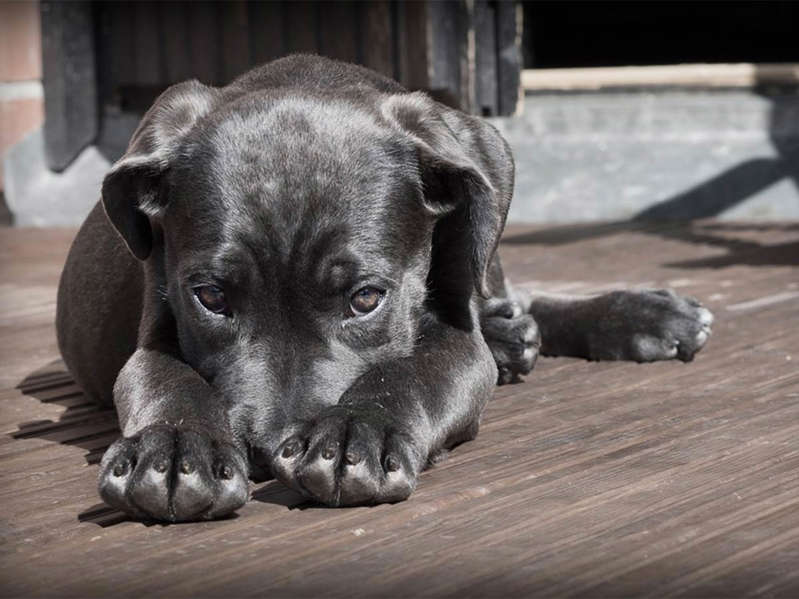 Cae en EdoMex sujeto que arrastró y mató a perro en Hidalgo