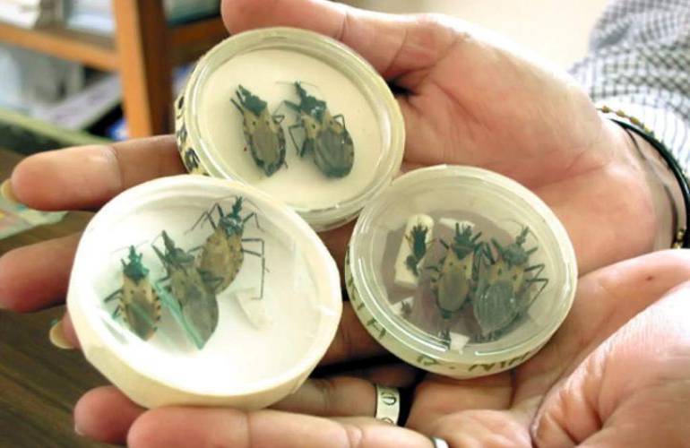 Reportan 8 nuevos casos de mal de Chagas en fase crónica