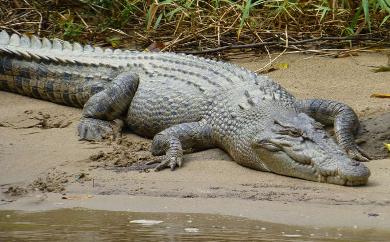 Indonesia: Cocodrilo devora a niña de 8 años cuando ésta se bañaba en un río