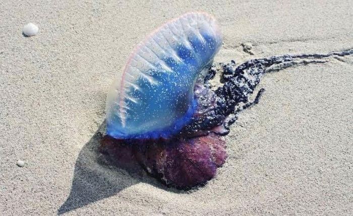 Progreso: Tocar a las medusas 'tóxicas' de la playa podría mandarte al hospital