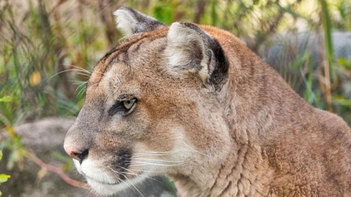 Muere niño mazateco tras ser atacado por un puma en Oaxaca