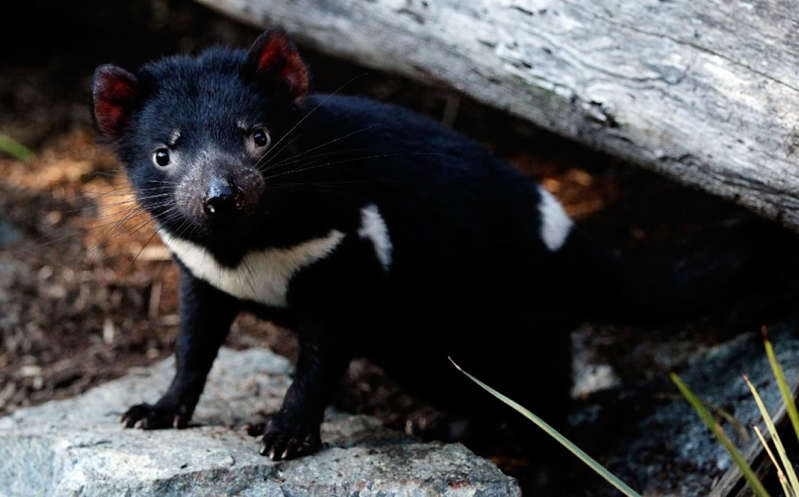 Nacen 7 demonios de Tasmania en Australia tras su desaparición hace 3.000 años