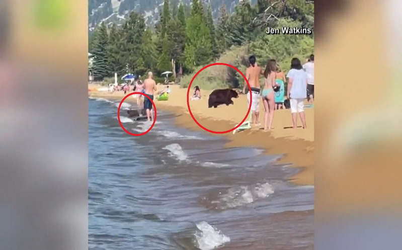 (VÍDEO) Mamá osa lleva a sus cachorros a refrescarse a lago en California