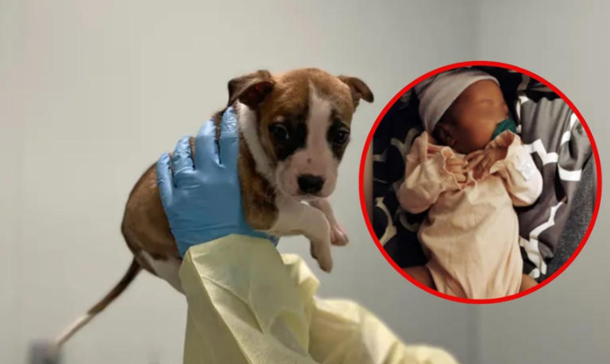 Tragedia en Nueva York: Muere bebé de 1 mes; sacrifican a pitbull al creer que la mató