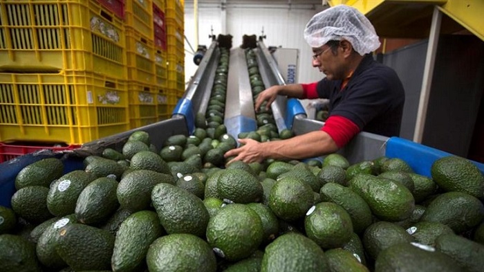 Aumenta exportación de aguacate mexicano; rompe récord de envíos a EE.UU