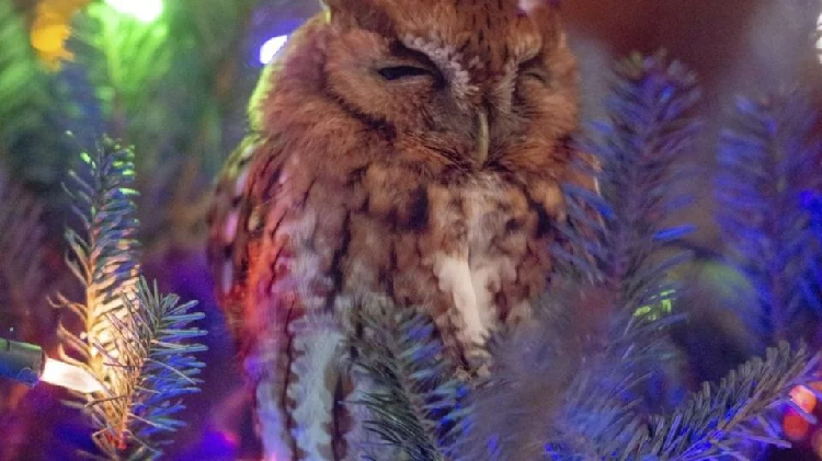 Insólito e inesperado adorno en árbol de Navidad: un búho