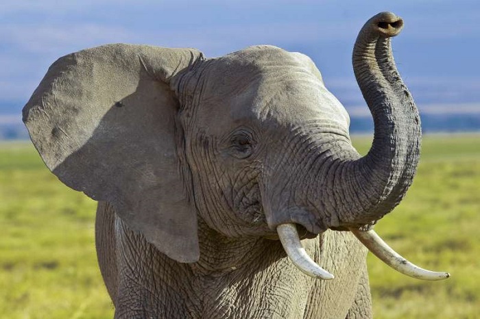 Mueren envenenados 12 elefantes en un parque de Zimbabue