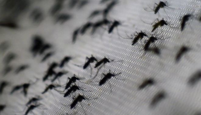 OMS alerta el aumento de casos de dengue por calentamiento global
