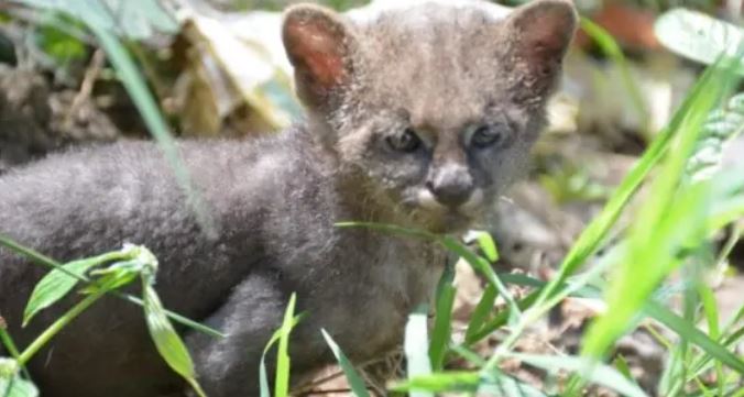 (Vídeo) Campesino rescató a un 'gatito' y lo cuidó, pero era un puma