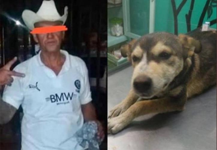 Murió la perrita de 8 meses que fue abusada por un velador en Edomex