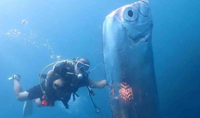 Buzos hallan un pez remo gigante con agujeros en el cuerpo