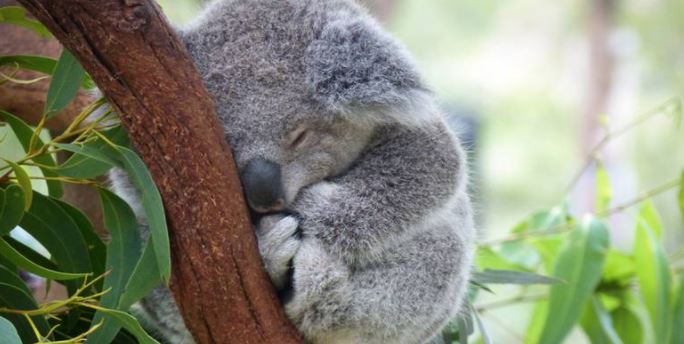 Koalas de Australia se suman a la lista de especies en peligro de extinción