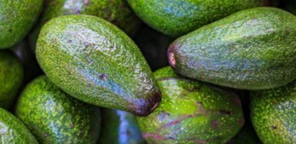 Estados Unidos reanuda importaciones de aguacate mexicano