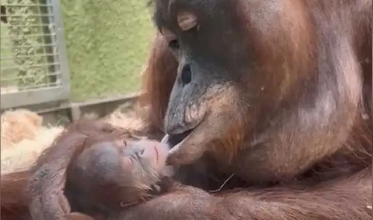 Nace orangután que podría implicar una nueva generación de esta especie