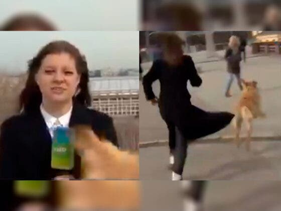 Perro le roba el micrófono a reportera durante transmisión en vivo