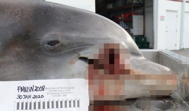Matan a tiros a delfín en Florida; buscan al responsable