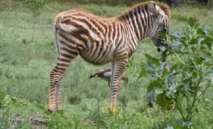 (VIDEO) Filman una rarísima cebra dorada en Kenia