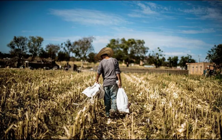 Economía mexicana cae 1.2% en el primer trimestre de 2020