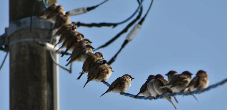 ¿Por qué no se electrocutan los pájaros al posarse en los cables?