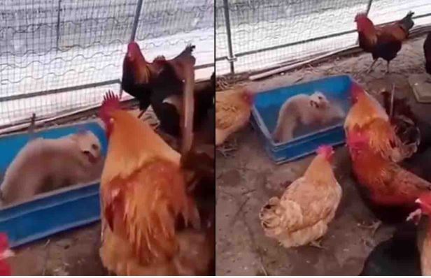 (VÍDEO) Gallos se convierten en expectadores de 'pelea clandestina' de perritos