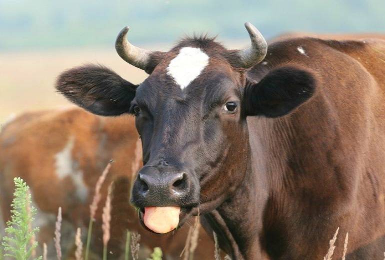 Vaca cobra venganza después de muerta, patea en la cara a empleado de matadero
