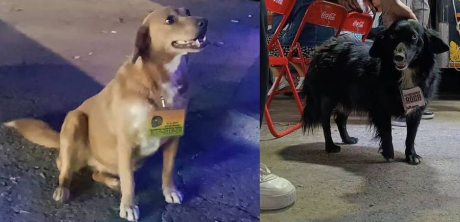 Nena y güerita, las perritas comerciantes que han cautivado