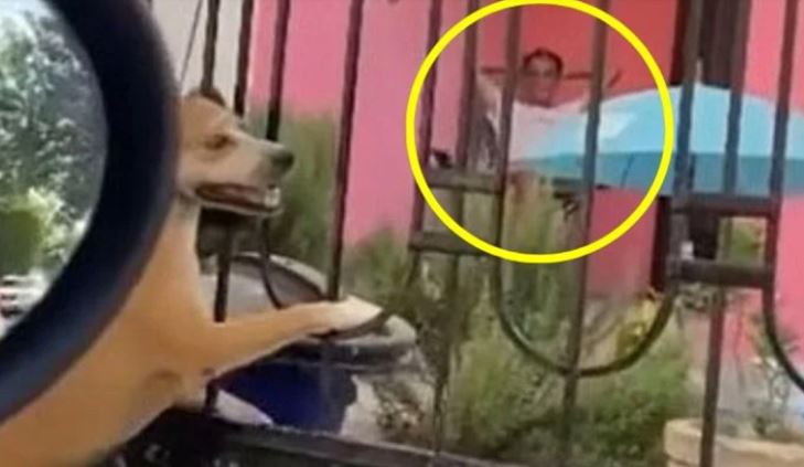 Sujeto cuelga del cuello a perrita y se sienta a verla morir en Nuevo León