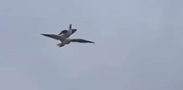 (VÍDEO) ¿Gaviota floja? Se 'monta' sobre otra durante vuelo