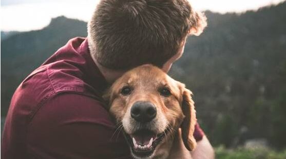 ¿Por qué tu perro te sigue a todas partes? ¿Lo sabes?