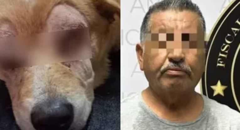 Sonora: Detienen al agresor de Rirry, perrito que fue apuñalado en los ojos