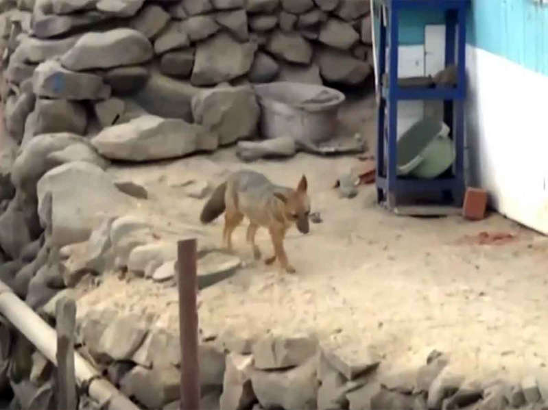 Familia compra un zorro creyendo que era perro