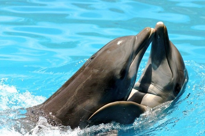 Denuncian en redes presunto abandono de delfines en la Riviera Maya