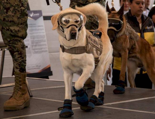 Después de decenas de rescate Frida se jubila